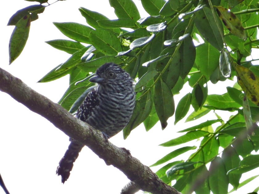 Antshrike, barred male Peralta (1-2)
