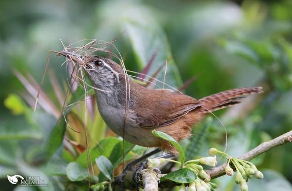 Cabanis's Wren Daniel McLaren Asociacion