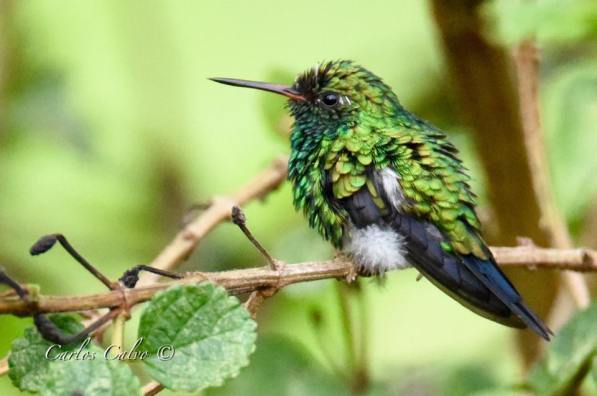 Canivet´s Emerald Carlos Calvo Cerca de Santa Rosa de Guanacaste