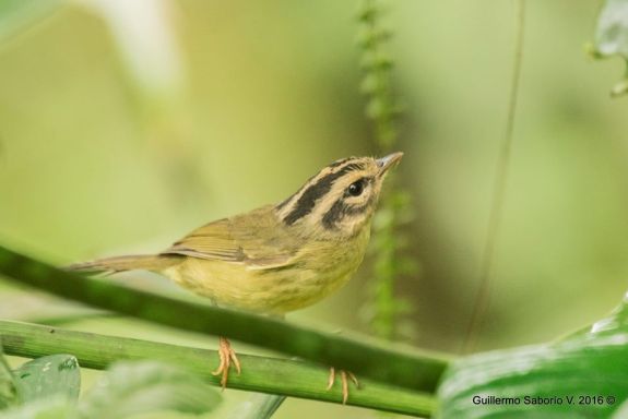 Costa Rican Warbler Asociacion Guillermo Saborio