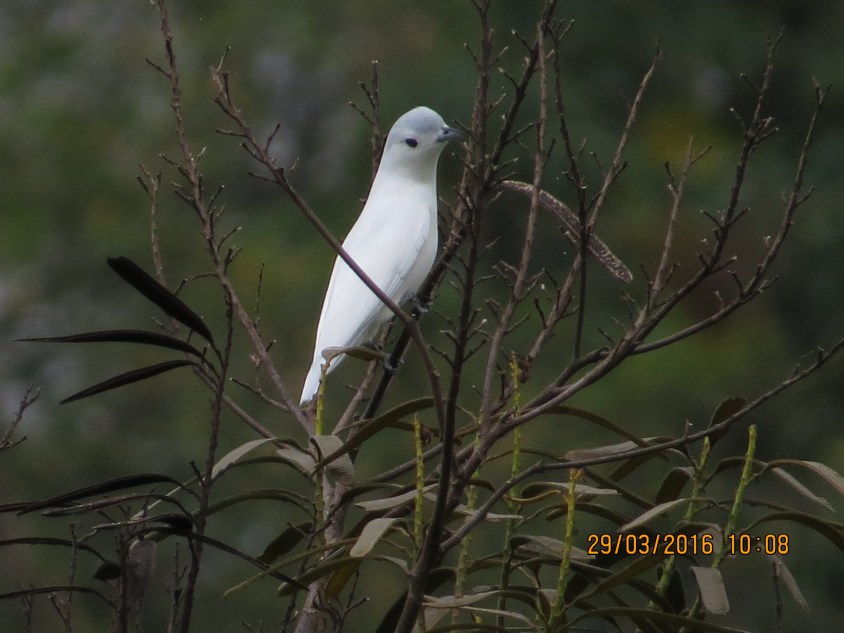 Cotinga, Snowy (male, Peralta) (1)