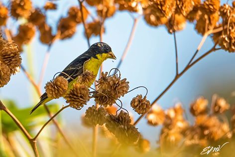 Lesser Goldfinch Edgar Mendez Vargas near Concepcion