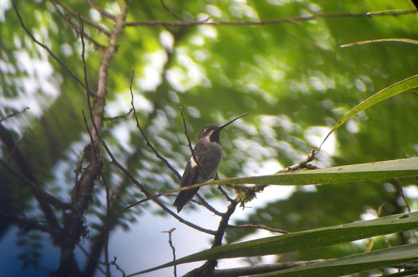 long_billed_starthroat_1_B