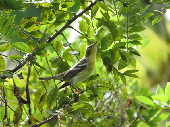 Warbler, Blackburian (juvenile; CATIE).JPG