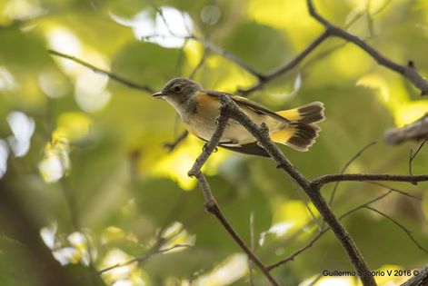 american-redstart-female-guillermo-saborio-asociacion