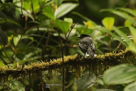 black-and-white-becard-guillermo-saborio-asociacion