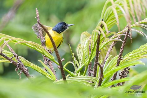 black-headed-tody-flycatcher-jorge-obando-asociacion