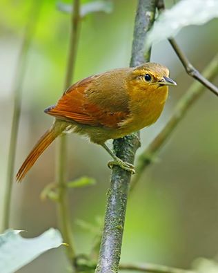 buff-fronted-foliage-gleaner-arnoldo-garcia-asociacion