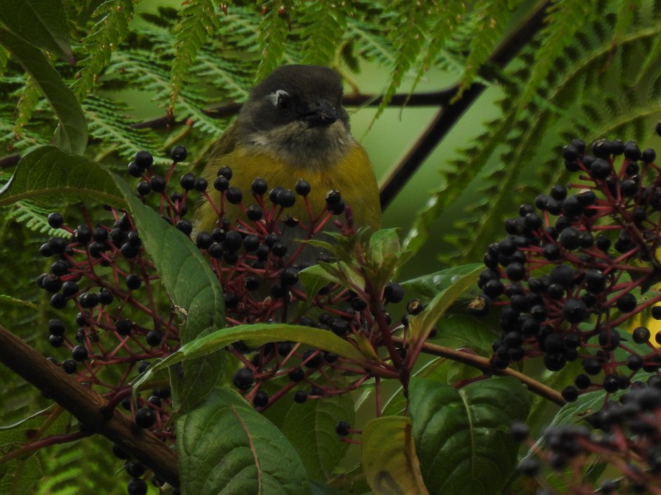 Chlorospingus, Common, La Pastora (1)