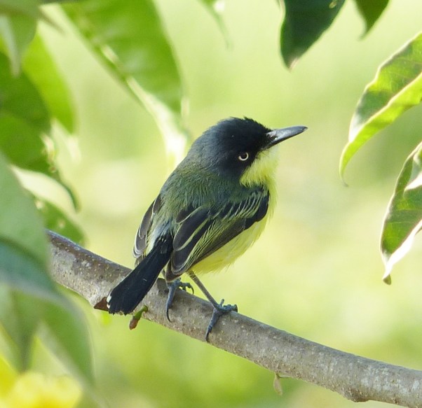 common-tody-flycatcherkim