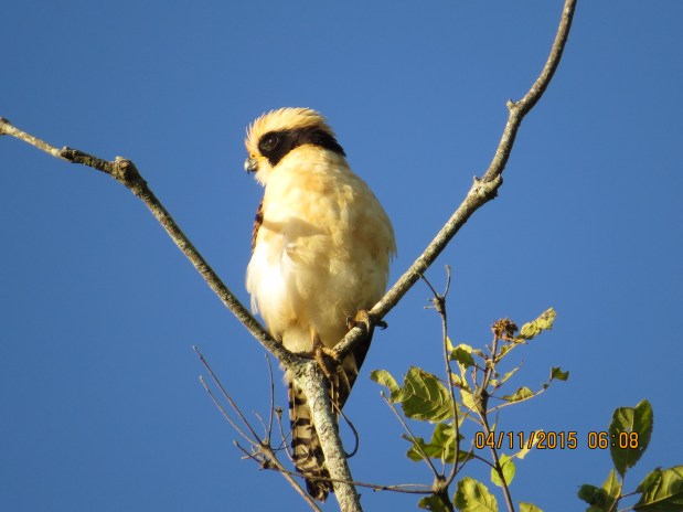 falcon-laughing-santa-rosa-garden
