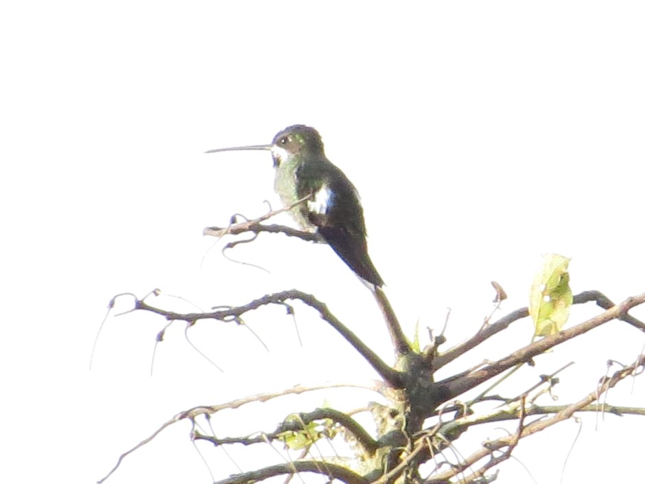 hummingbird-starthroat-long-billed-santa-rosa-garden-3