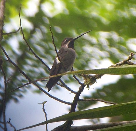 long_billed_starthroat_1_b