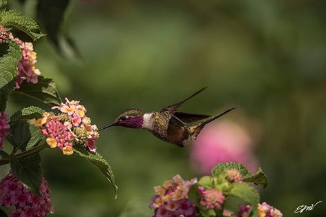 magenta-throated-woodstar-edgar-mendez-vargas-asociacion