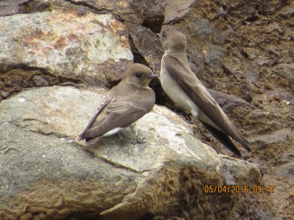 northern-rough-winged-swallow-peralta-1