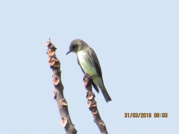olive-sided-flycatcher-john-beer-reventazon