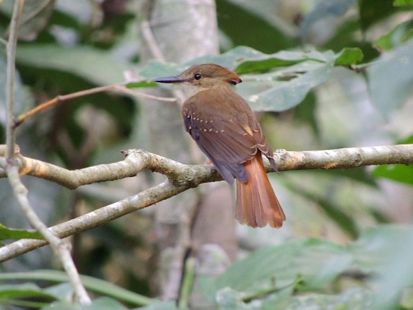 royal_flycatcher_1_b