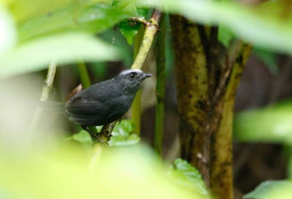 silvery-fronted-tapaculo-arnoldoasociacion