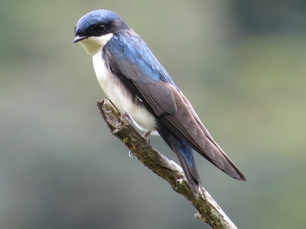 swallow-blue-and-white-adult-bajos-del-volcan-1
