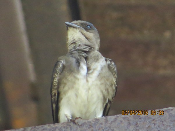 swallow-martin-gray-breasted-florencia-5