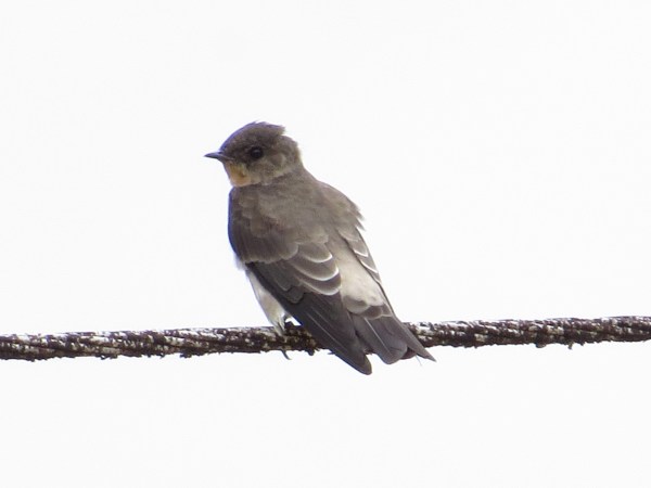 swallow-southern-rough-winged-peralta