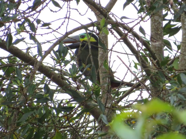 Toucanet, Yellow-eared male San Rafael, Pavones (1)