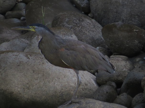 heron-tiger-fasciated-adult-bonilla-2