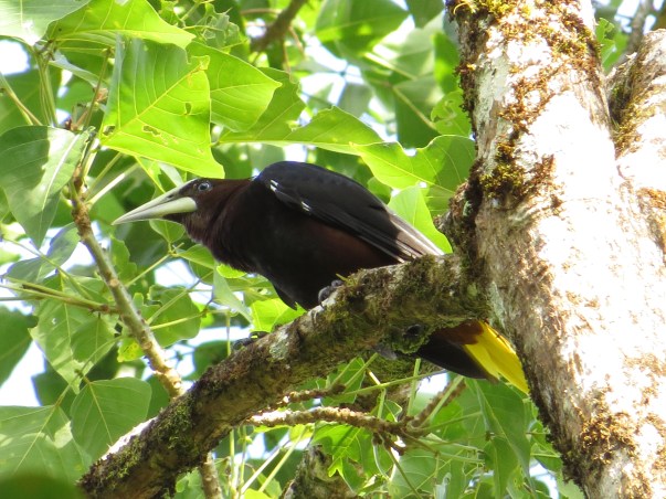 oropendula-chestnut-headed-bonilla-1