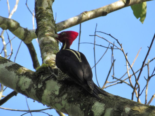 woodpecker-pale-billed-male-bonilla-1-2