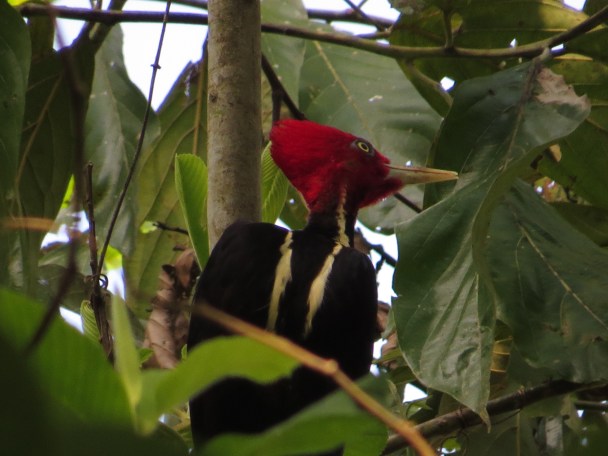 woodpecker-pale-billed-male-bonilla-4