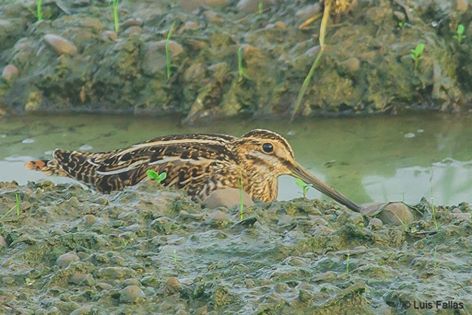 15095053_1006619299466575_5217255625363610739_n