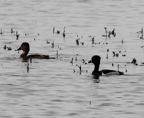 86-ring-necked-duck-calif-9-4-12-6