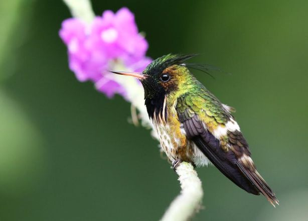 black-crested-coquettewayne