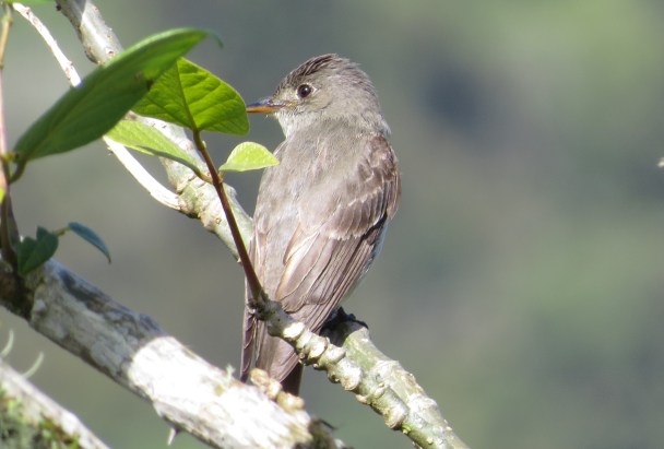 flycatcher-wood-pewee-eastern-santa-cristina-la-suiza-4cropped
