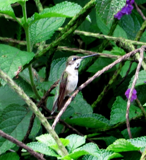 ruby-throated-hummingbird-imm-male-sue
