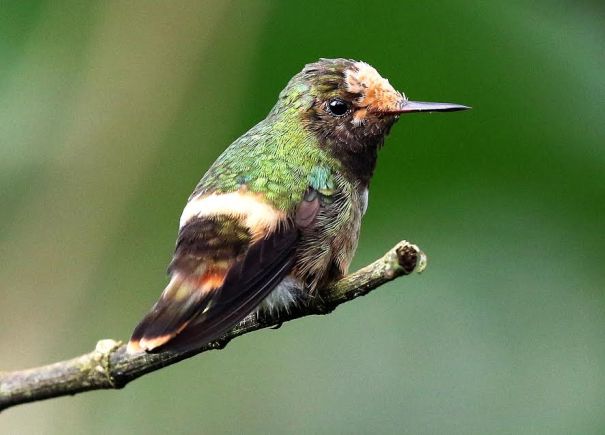 rufous-crested-coquette-wayne