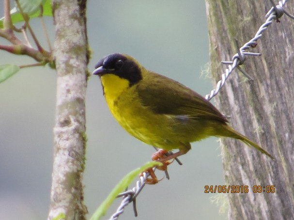 yellow-throat-olive-crowned-male-cristina-la-suiza-1000-masl-1