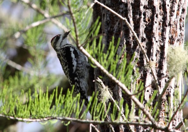245-yellow-bellied-sapsucker-fem-florida-3