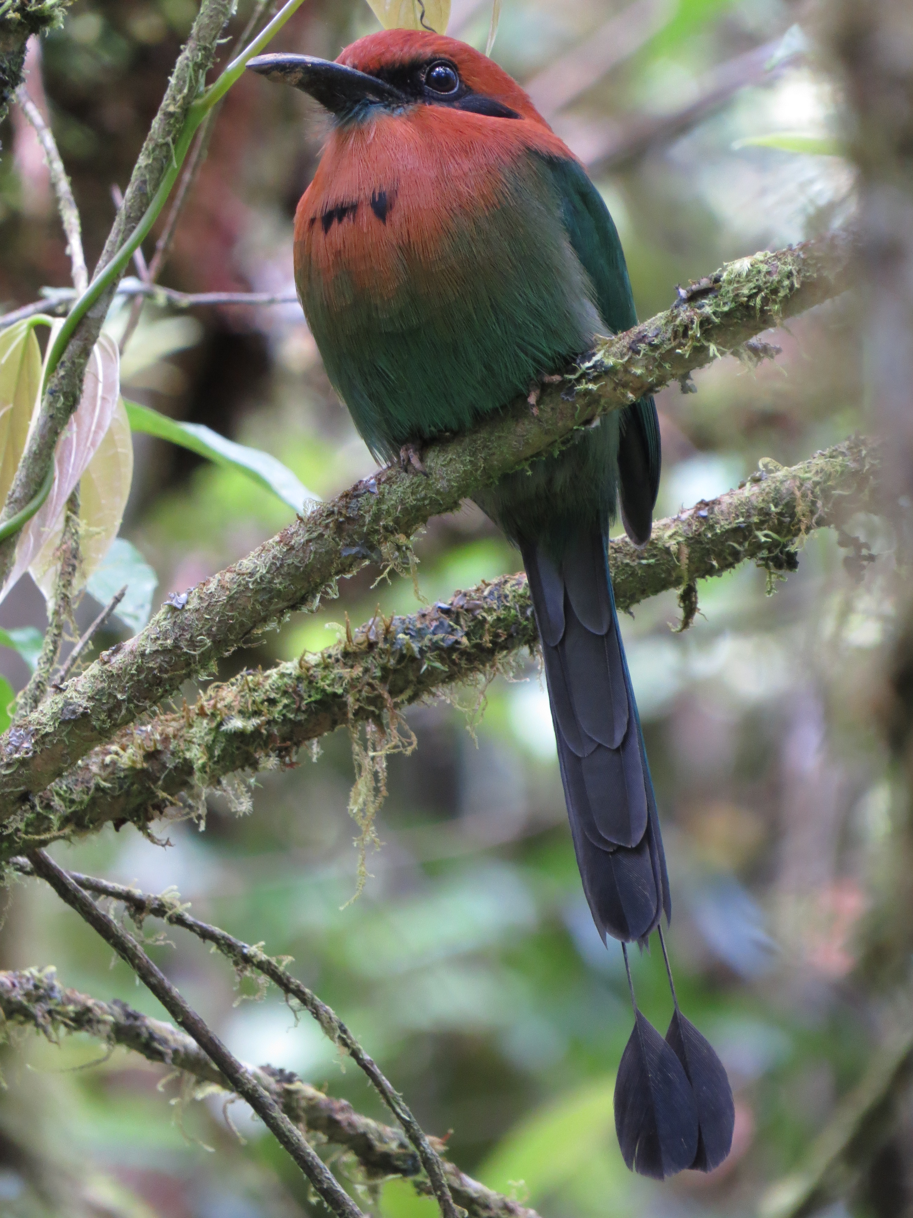 motmot-rufous-tausito-17