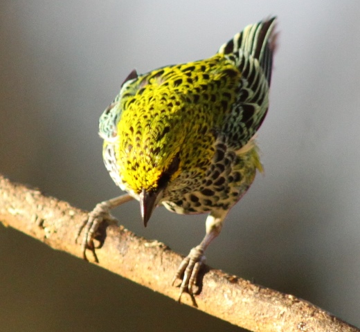 speckled-tanager-1