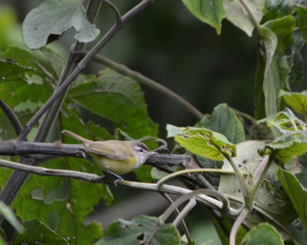brown-capped-vireo-calle-vargas
