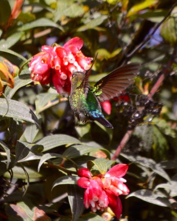 fiery-throated-hummingbird-larry-volcano