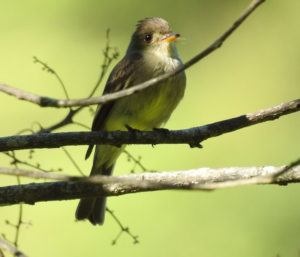 flycatcher-pewee-tropical-paso-marcos-2