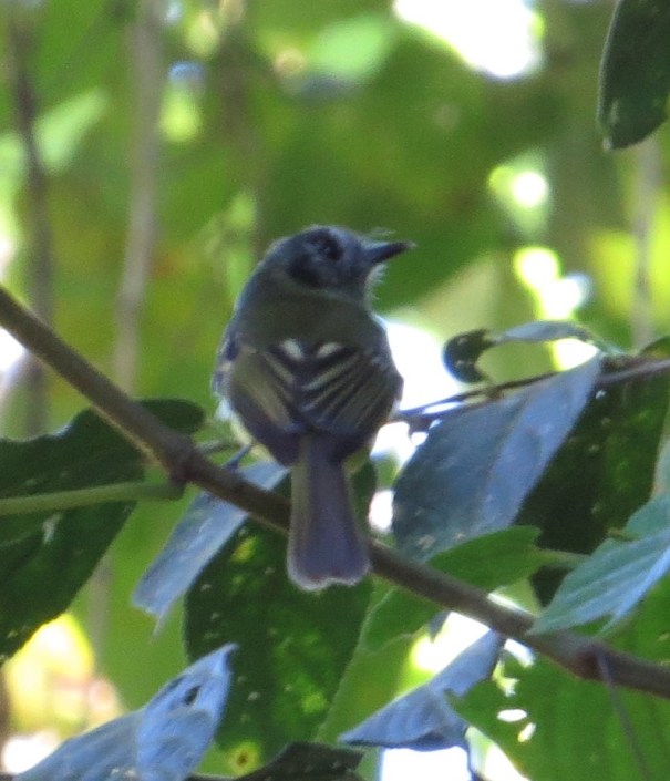 flycatcher-slaty-capped-paso-marcos