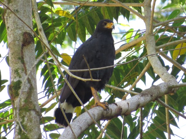 hawk-black-common-adult-cocles-puerto-viejo-1