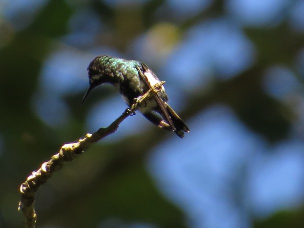 hummingbird-green-thorntail-female-paso-marcos-2