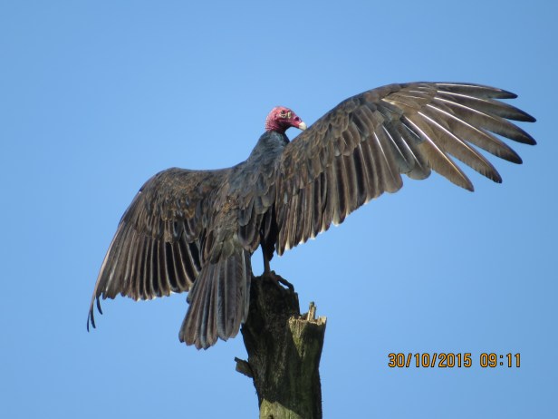 Turkey Vulture, courtesy of John Beer