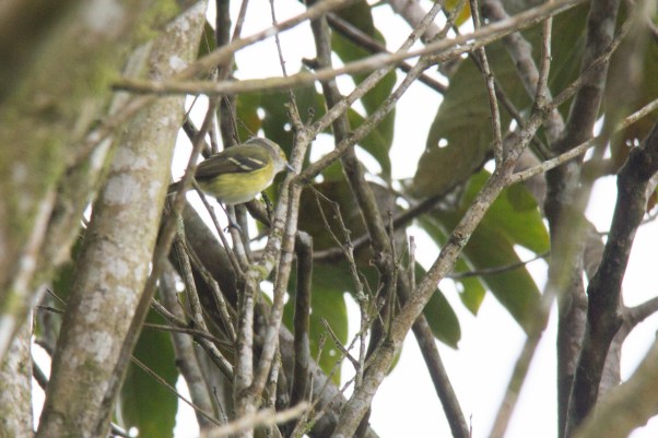 white-eyed-vireo-2-james-hart