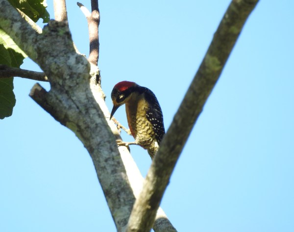woodpecker-black-checked-female-paso-marcos-1