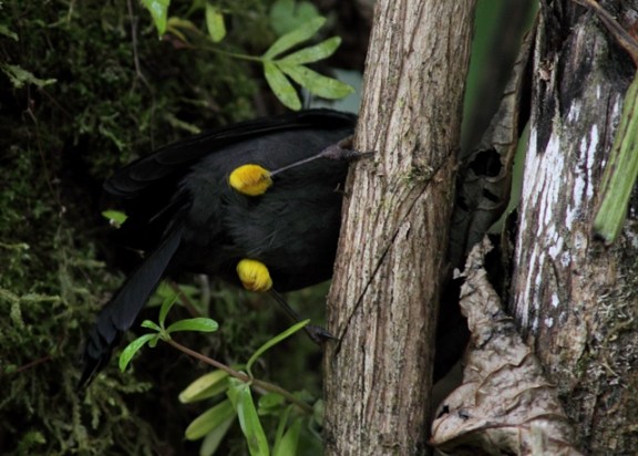 yellow-thighed-finch-cr-9